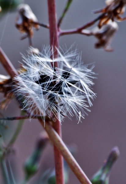 DSC_9504.jpg